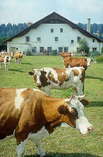 Bauernhof-Urlaub in der Schweiz