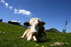Alpabzug in Graubünden