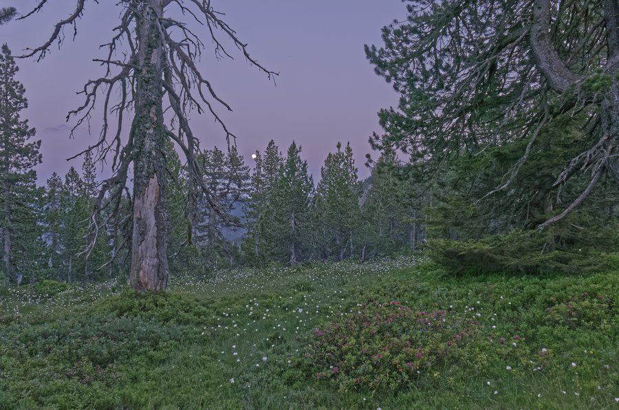 File:Auf der Hagleren ob Flühli wächst de für die Region typische Alpenrosen-Bergföhrenwald.jpg