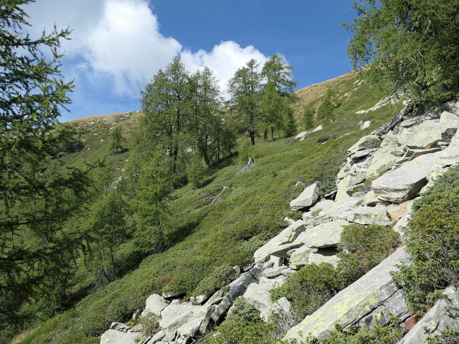 File:Upper subalpine forest in Onsernone Switzerland.jpg