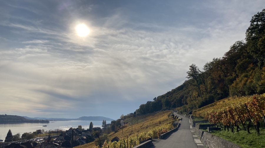 File:Twann, lake of Biel-Bienne the wineyards in autumm.jpg