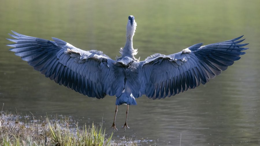 File:CH.VD.Cudrefin 2022-03-24 Grey-Heron 7864 16x9-R 7K.jpg
