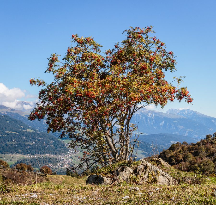 File:Cuolm Sura 1585m. 21-09-2022. (actm.) 02A.jpg
