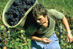 Weinbau in der Schweiz