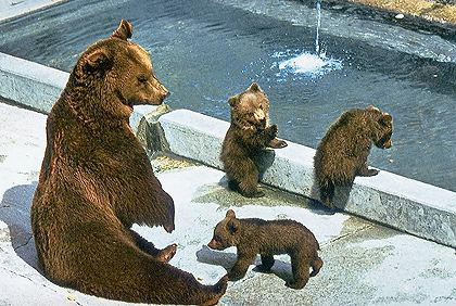Bärenpark: Bär Finn weiter in Lebensgefahr