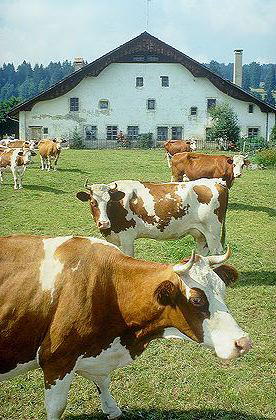 Bauernhof-Urlaub in der Schweiz
